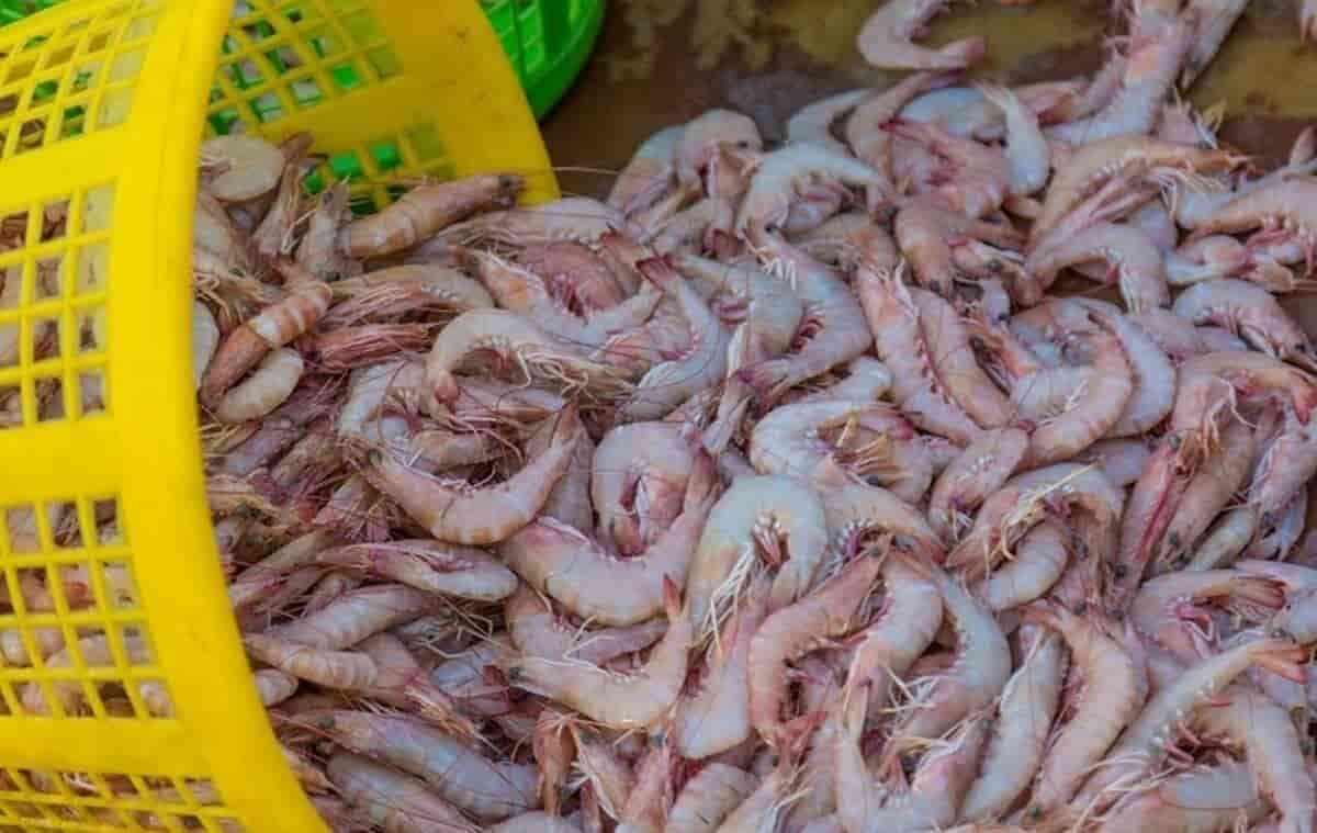 میگو خام آماده پاک‌ سازی